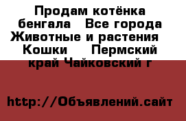 Продам котёнка бенгала - Все города Животные и растения » Кошки   . Пермский край,Чайковский г.